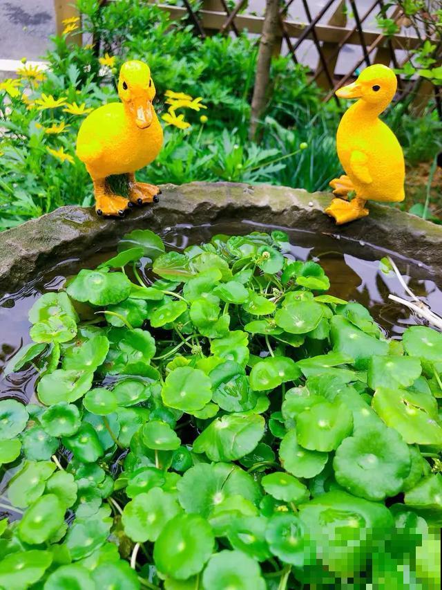 花盆里摆了它,更有趣、更新奇,邻居来了想搬走! 花盆里摆了它,更有趣、更新奇,邻居来了想搬走!