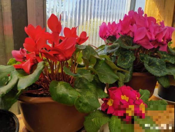 不会判断休眠期，难怪你家的花，夏天总是死！