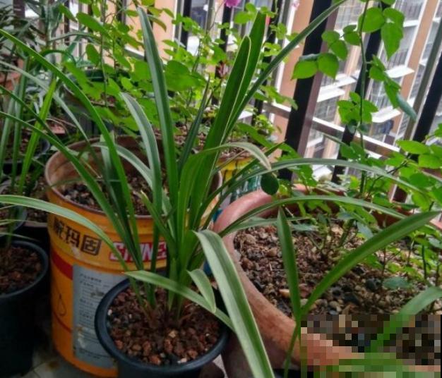 进入6月，兰花就要这么养，安全度夏无压力！