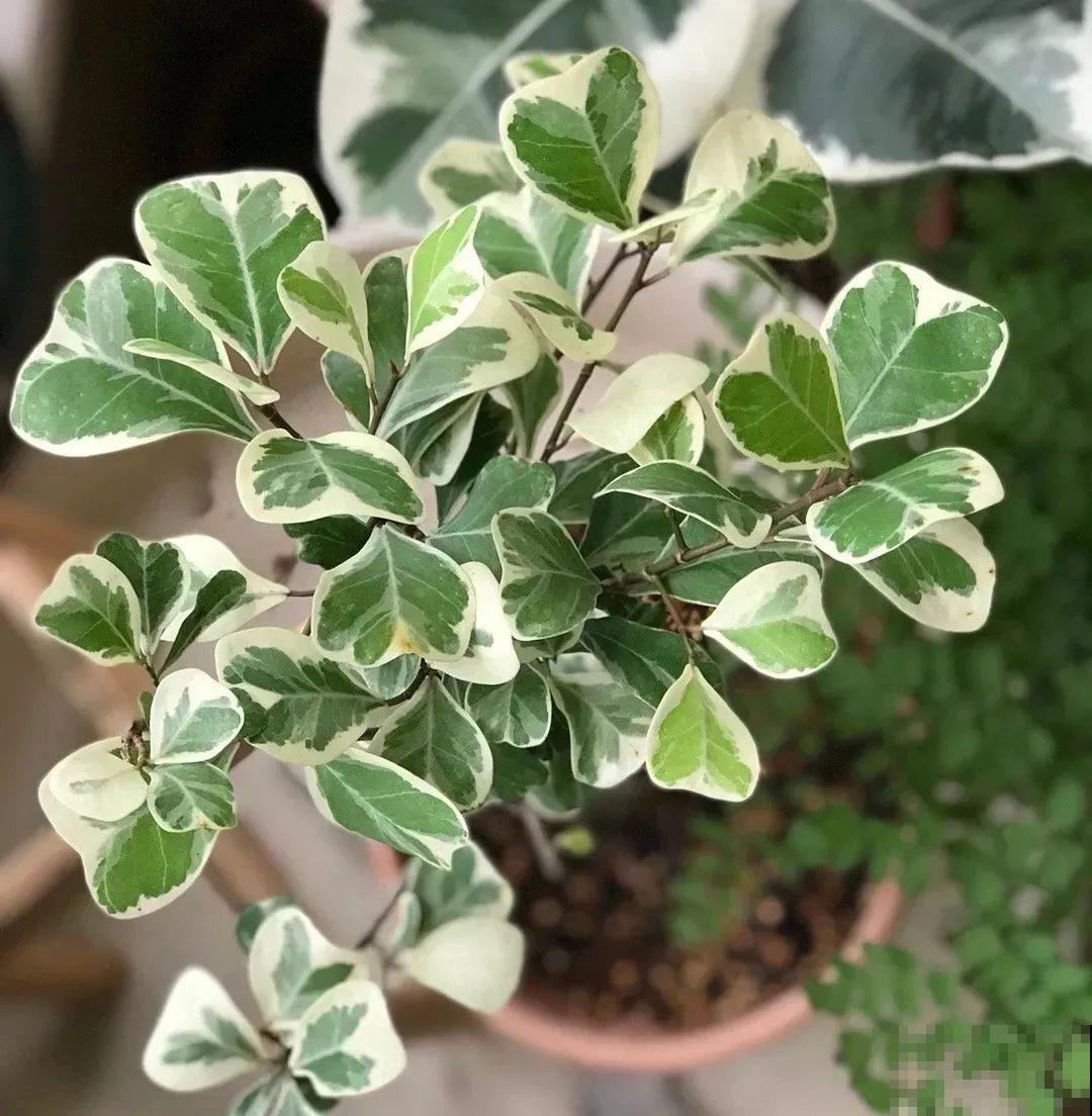 5种花超耐阴,夏天养一盆,清凉不怕热! 5种花超耐阴,夏天养一盆,清凉不怕热!