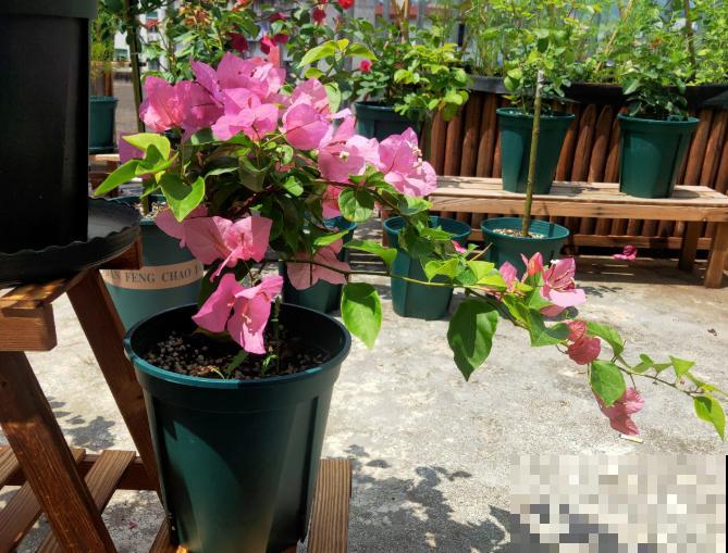 阳台养花,就选这5种,一年四季繁花如春! 阳台养花,就选这5种,一年四季繁花如春!