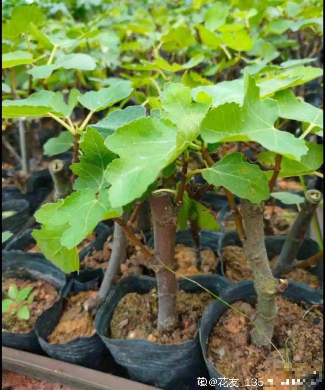 家里养棵桑葚，夏天结果满树都是，咬一口甘甜美味！