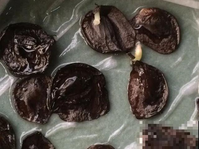 10种花，落片叶子就生根，盆里长满小崽！