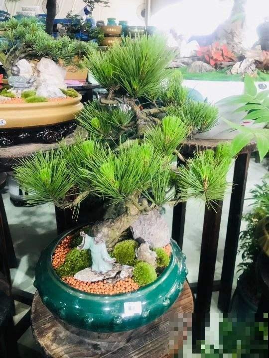 想养出高级盆景,技巧别忘了安排上,夏天尤其要多注意! 想养出高级盆景,技巧别忘了安排上,夏天尤其要多注意!