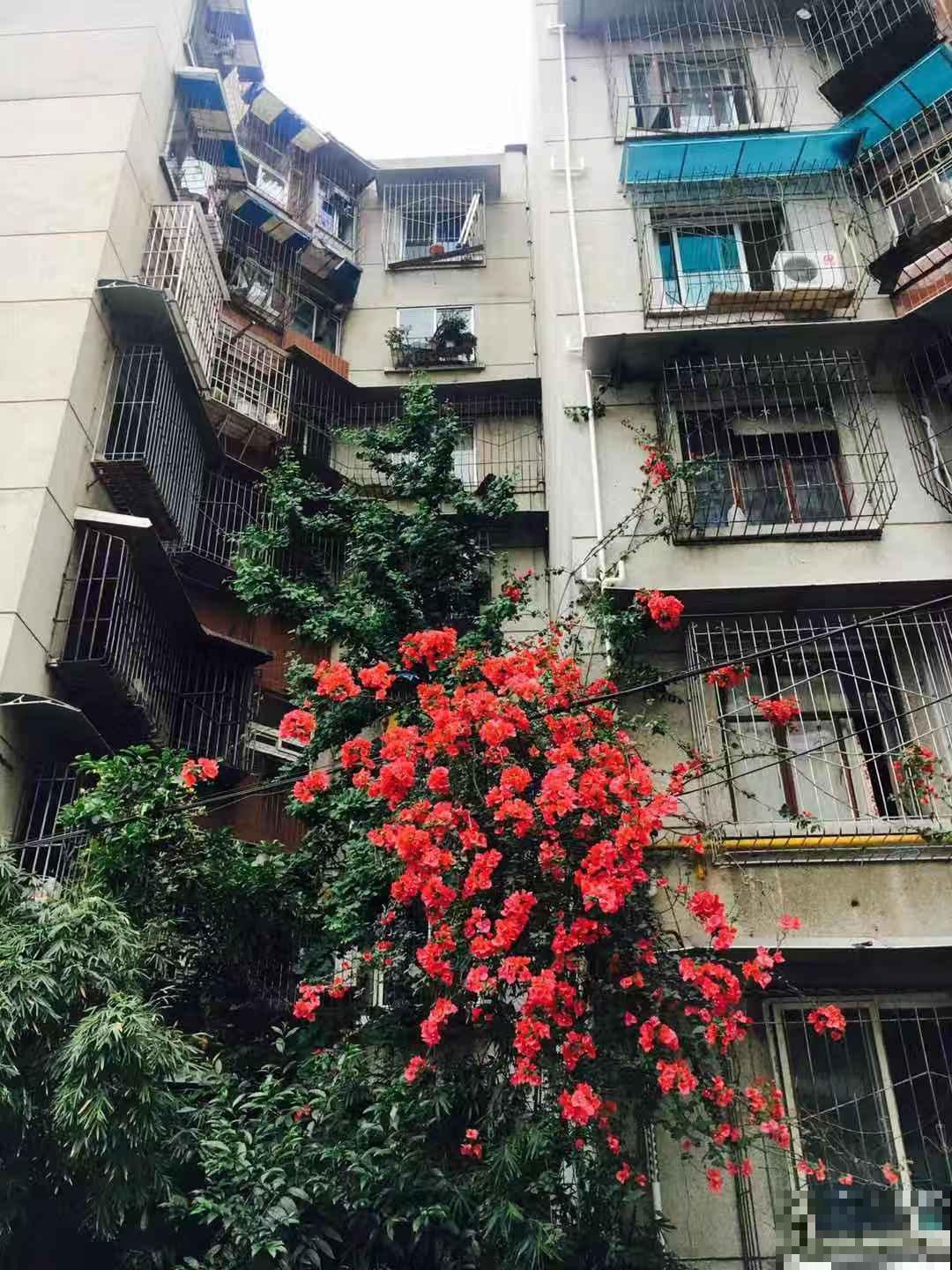 4个方法养三角梅，开花多得不见叶，还能养成花瀑布