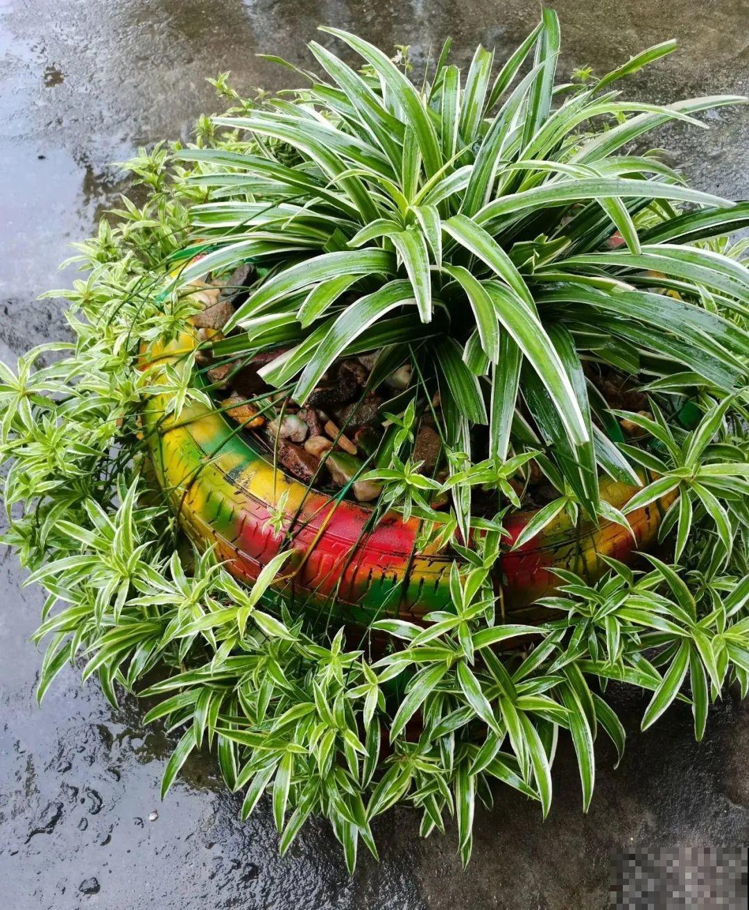 18种最好养的花大盘点，绿萝只能排倒第一！