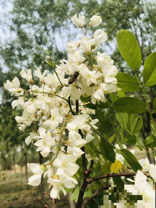 摘点槐花吃算什么，真厉害的都开始扦插槐树了，超简单！