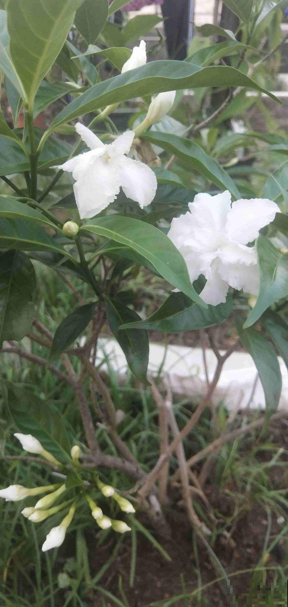 狗牙花是栀子花的盗版?其实开花也很美,而且还有珍贵作用! 狗牙花是栀子花的盗版?其实开花也很美,而且还有珍贵作用!