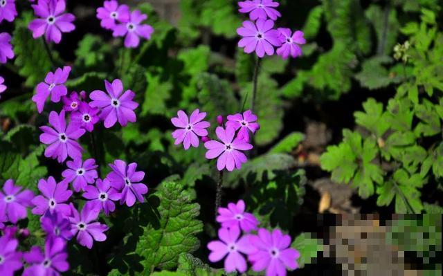 30首与花有关的老歌，满满的回忆，每一首都很经典！