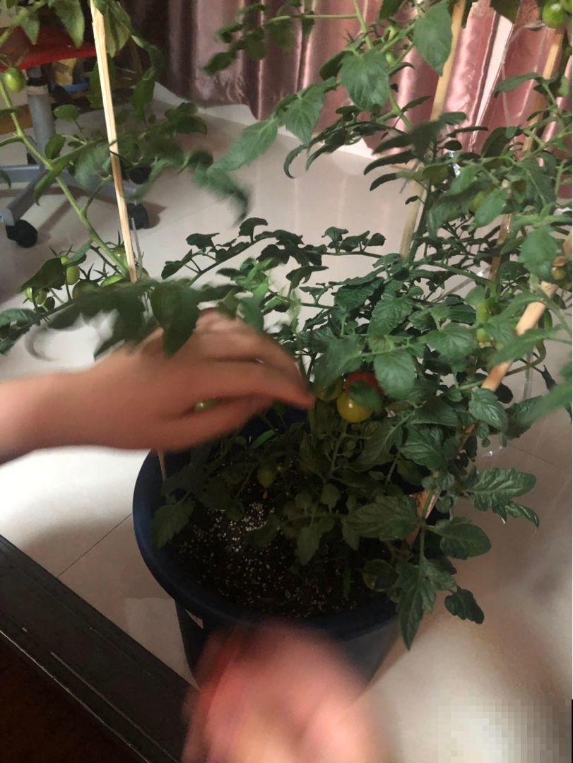 芒种时节是个分水岭，不好好注意技巧，养多少死多少！
