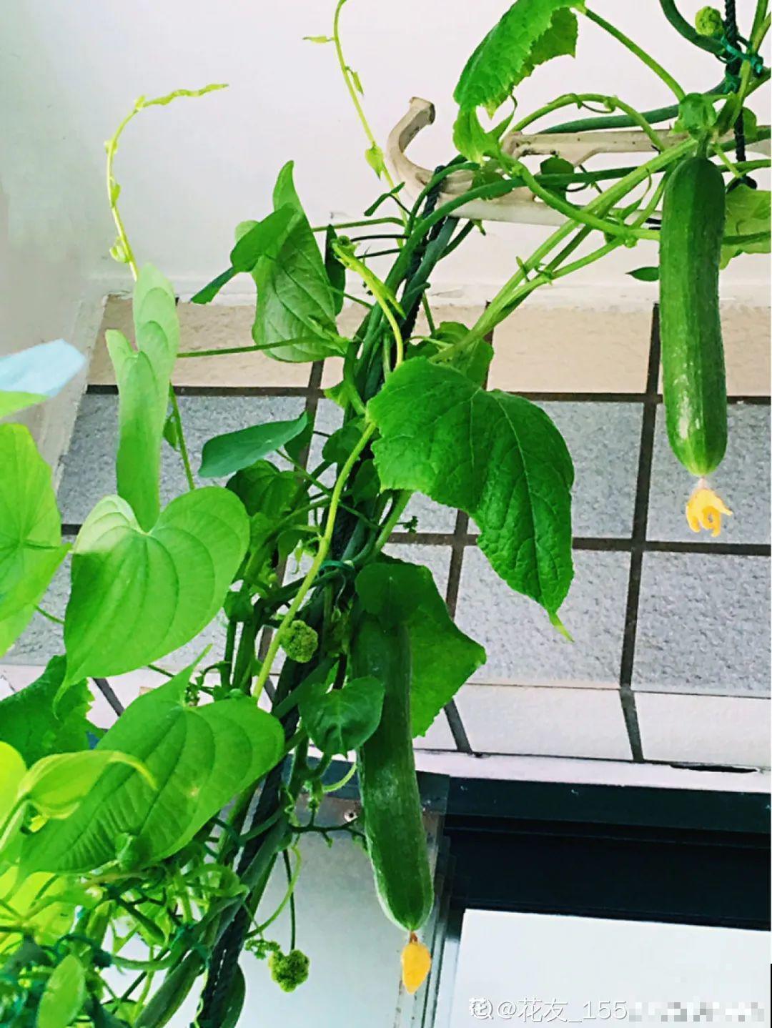 佛手瓜寓意好,家里养一棵,果子挂满枝头 佛手瓜寓意好,家里养一棵,果子挂满枝头