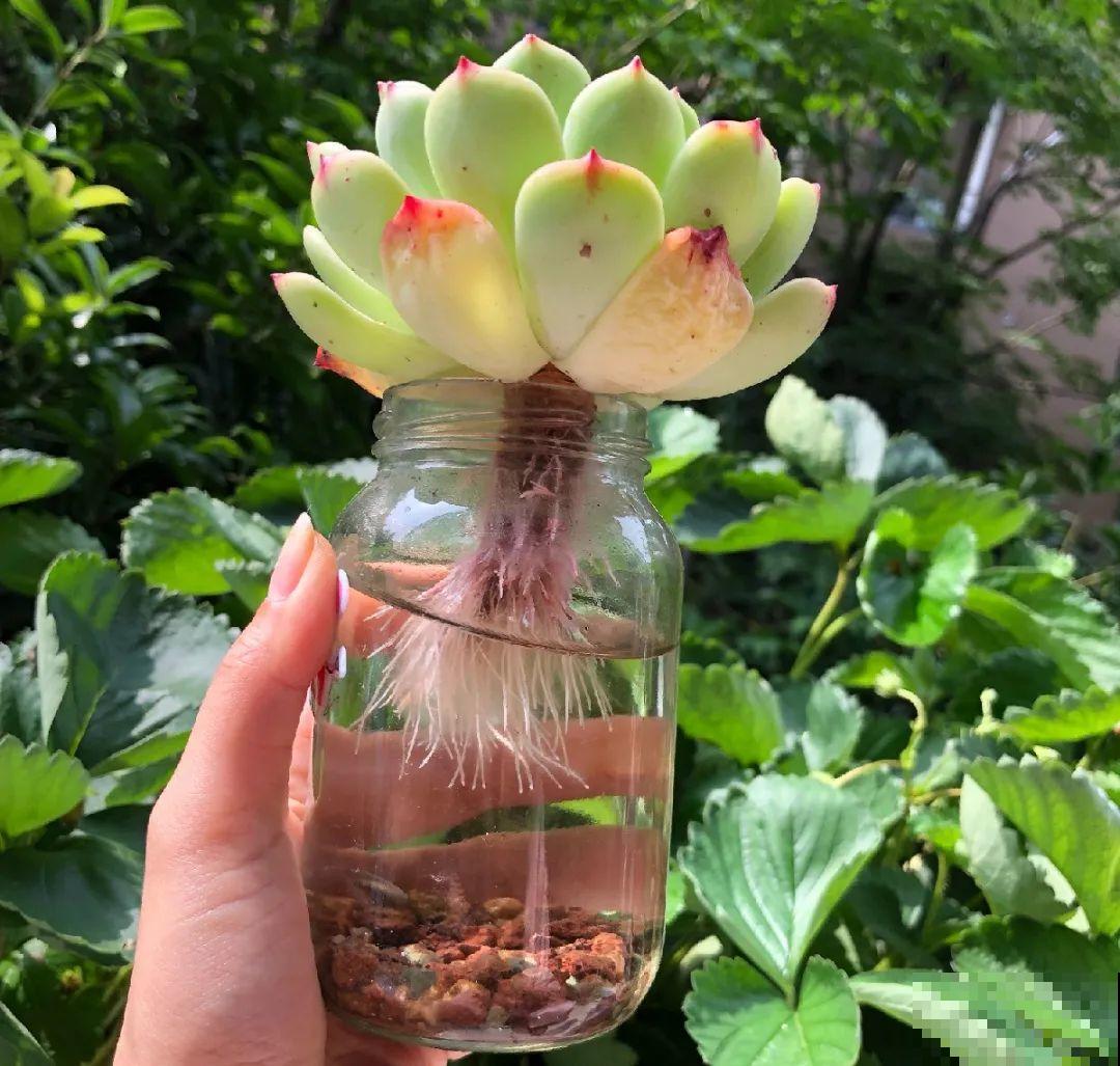 10种花最怕热，夏天养水里，才能活下来！