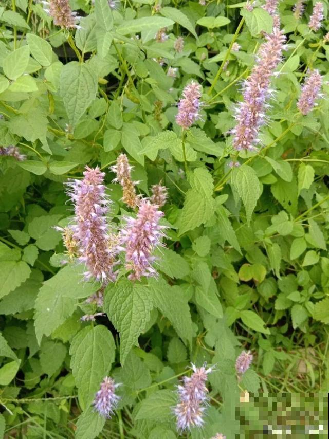 7种花插土里，立马长满院子，蚊虫不敢靠近！