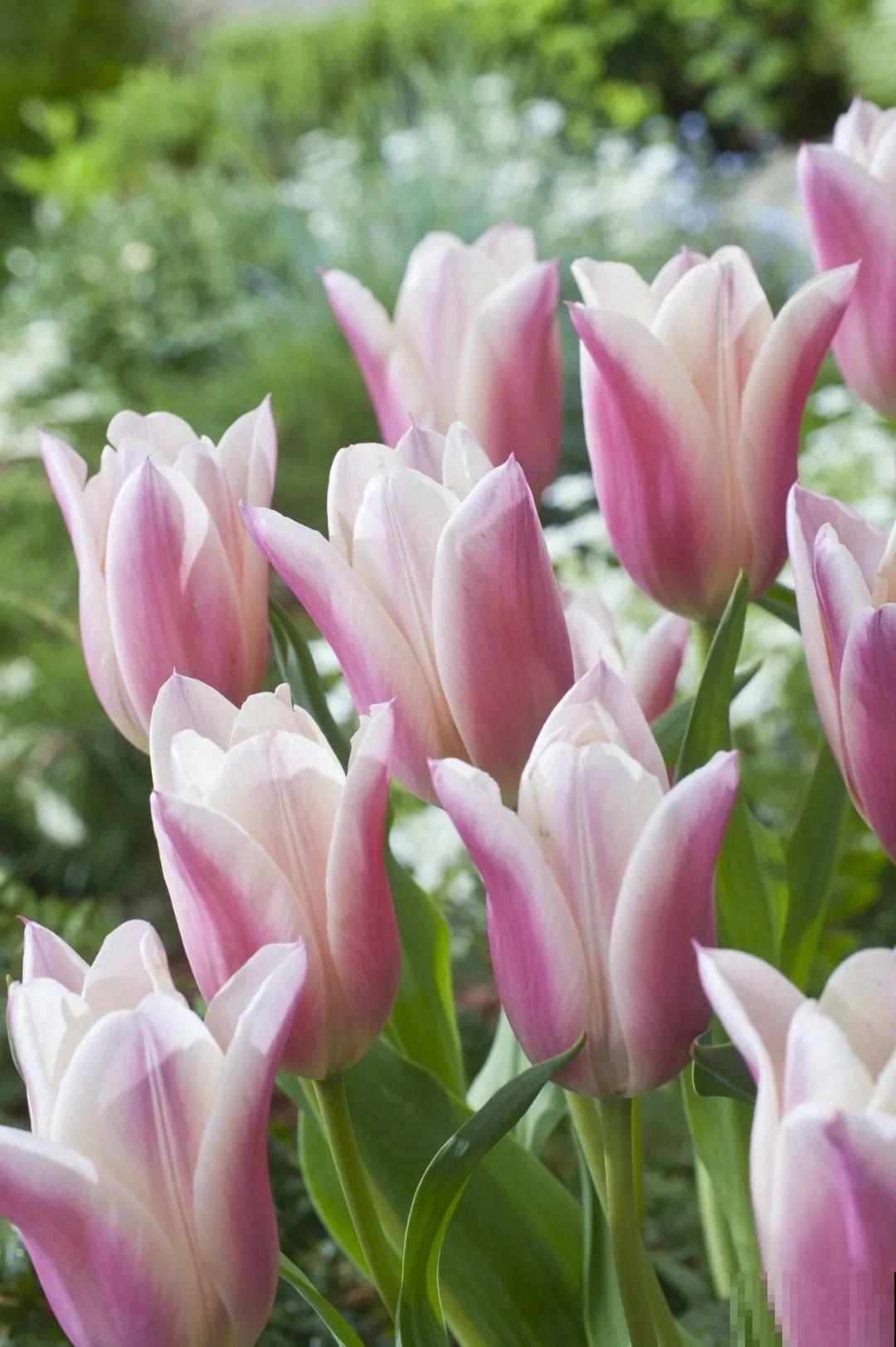 白胖的“大蒜”埋土里,1个月就开花,香味清新淡雅有格调! 白胖的“大蒜”埋土里,1个月就开花,香味清新淡雅有格调!