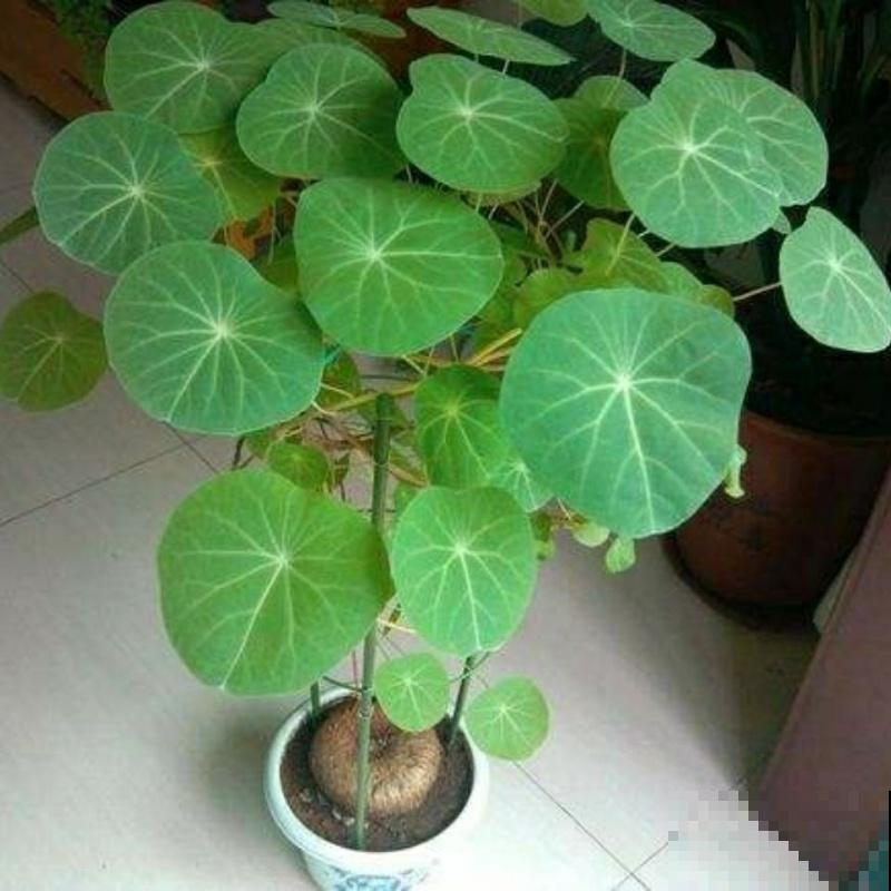 这花名叫山乌龟，叶子圆圆能聚财，种盆里比绿萝好看多了！