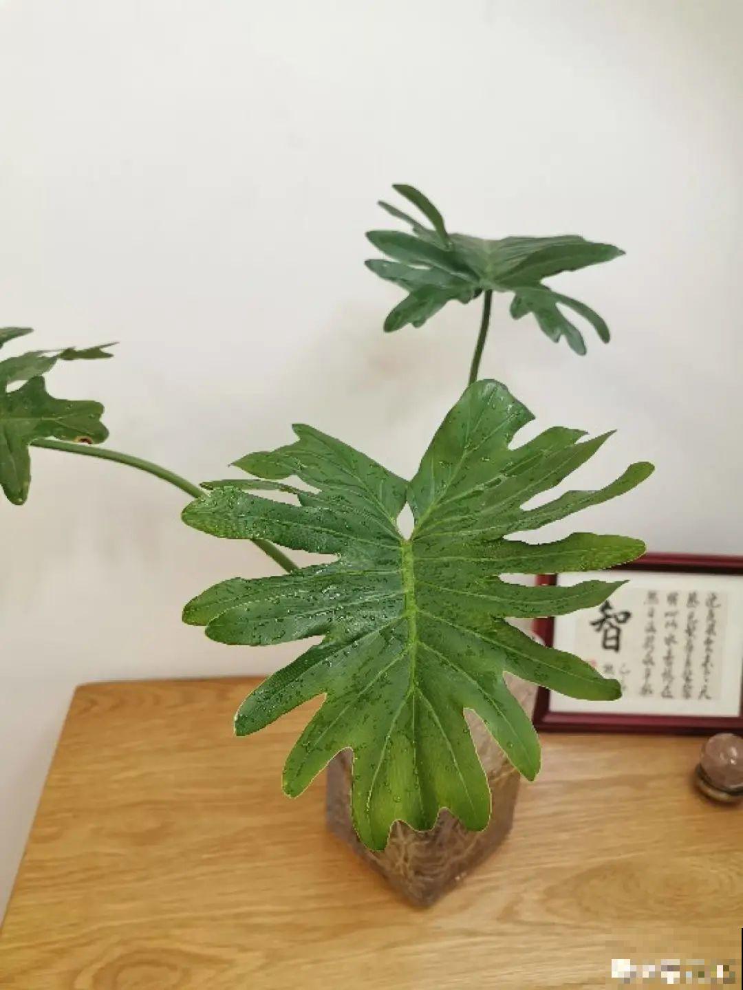 6种常见小东西，往水里一加，养花再也不烂根