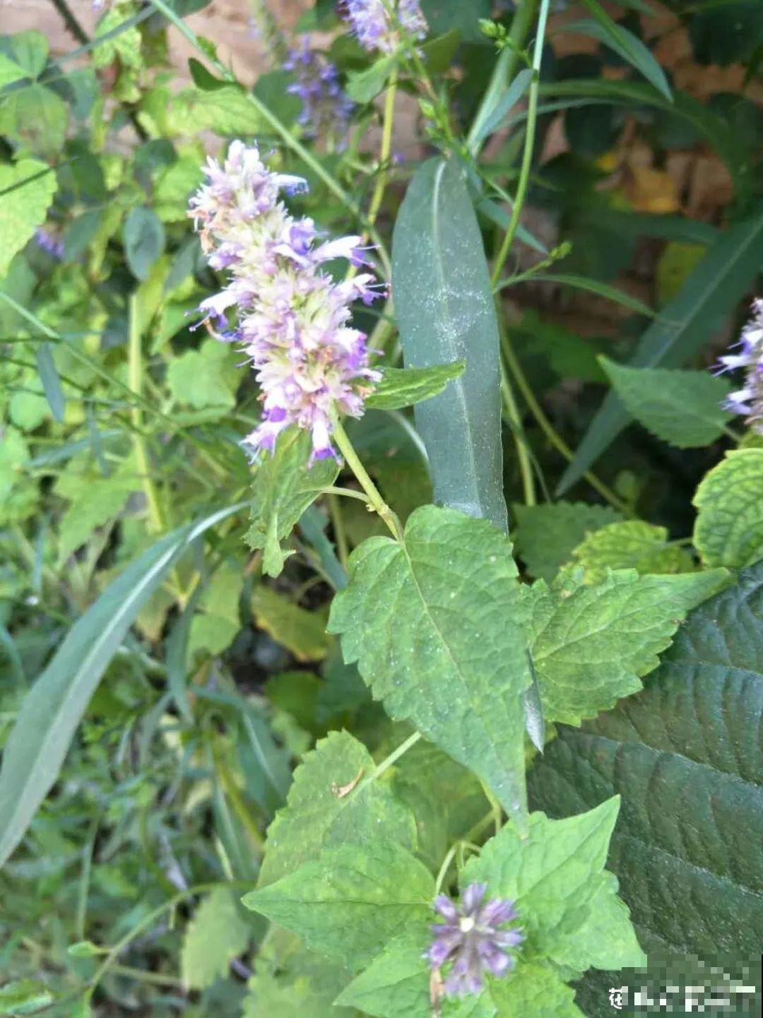 端午节,离不开这8种花,镇宅保平安! 端午节,离不开这8种花,镇宅保平安!