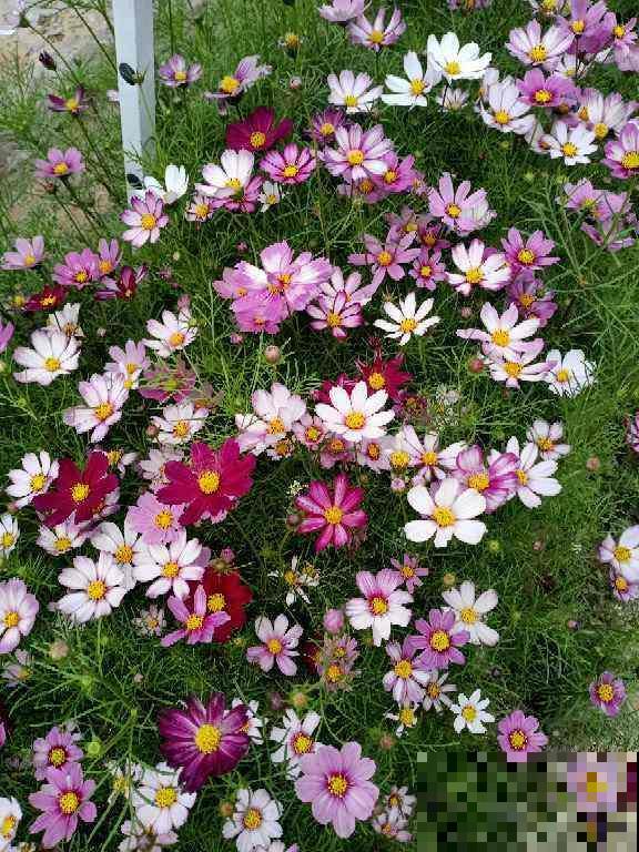 院子门口种金鸡菊，开出金黄色花海，花期还特长