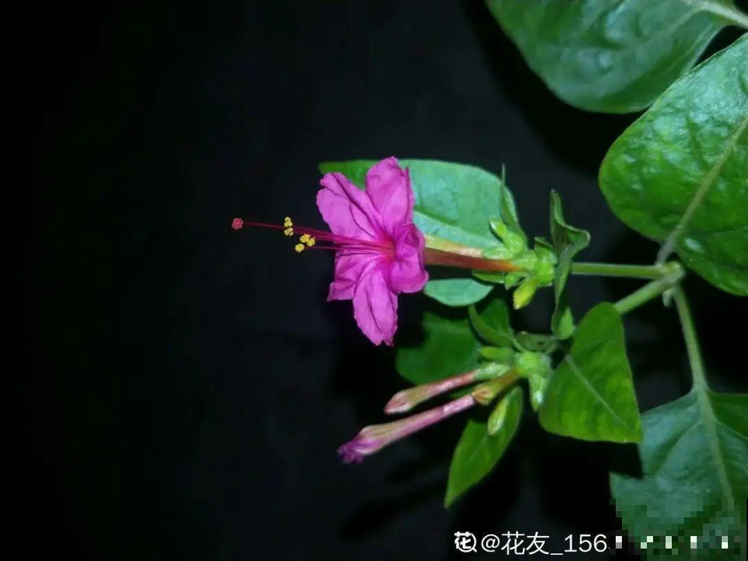 9种花可以预测天气，一开花就说明要下雨了！