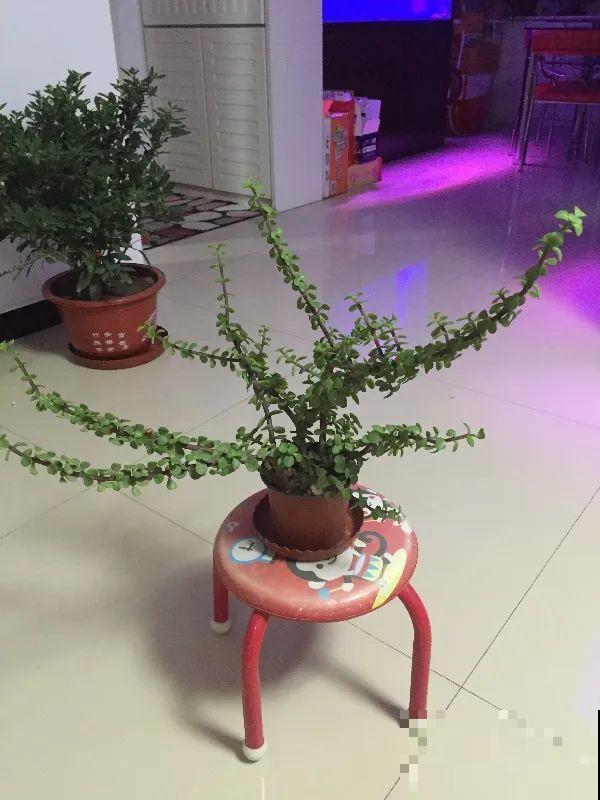 虎皮兰,红掌,吊兰养成老桩,变成大树,真壮观! 虎皮兰,红掌,吊兰养成老桩,变成大树,真壮观!