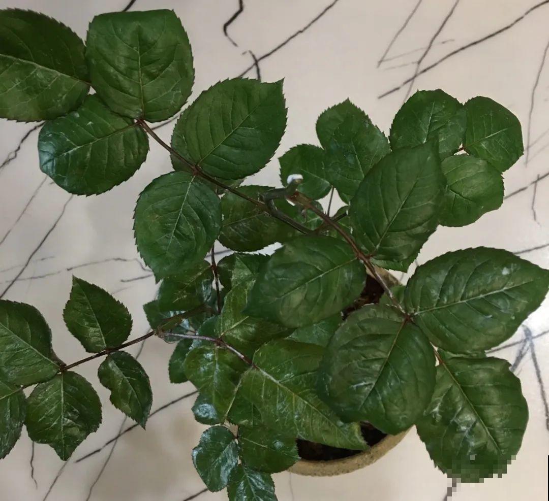 自制杀菌水、杀虫水，3天给花喷一次，虫病全扫光！