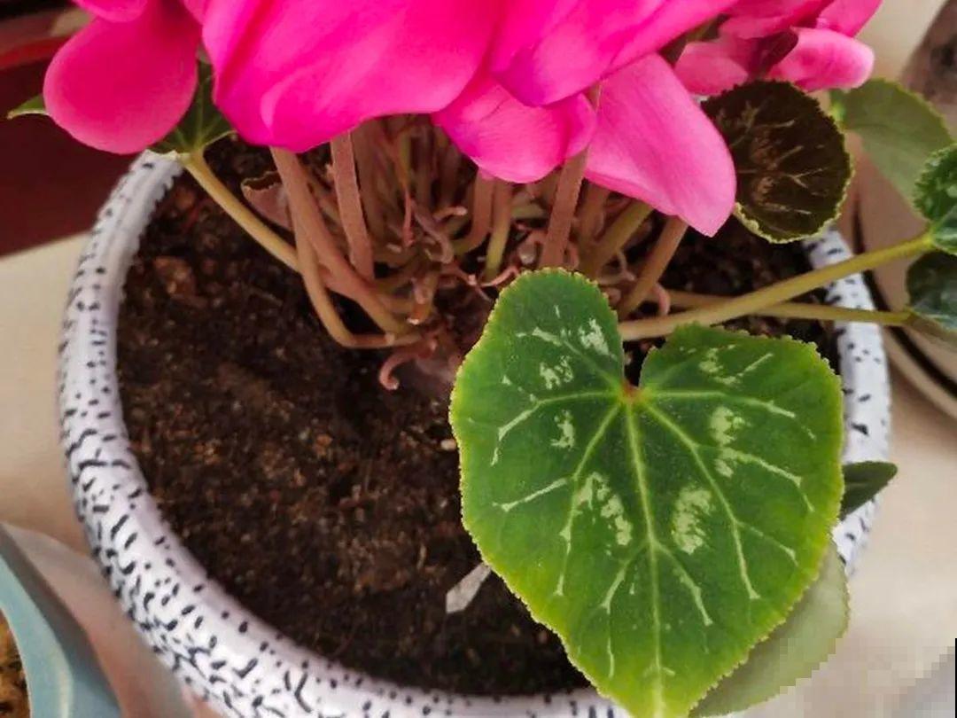 20种花,夏天要休眠,一浇水就死! 20种花,夏天要休眠,一浇水就死!