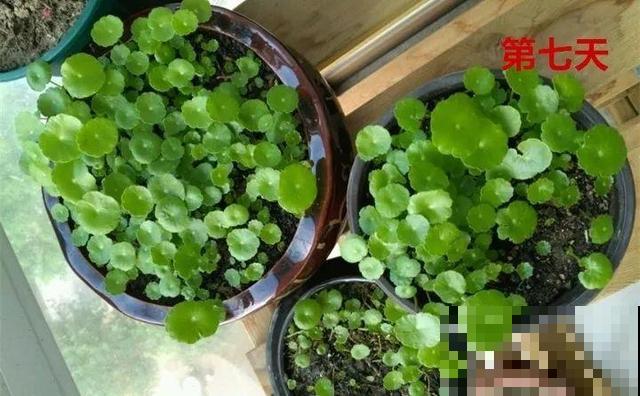 长势超快的9种花,5天爆盆,7天开花,超有成就感! 长势超快的9种花,5天爆盆,7天开花,超有成就感!