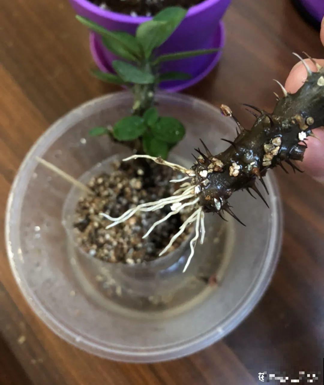 7月出梅，7月入伏，这些花赶紧收拾了！