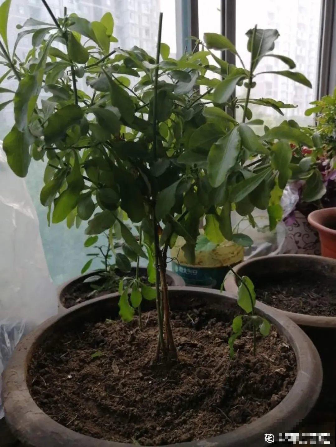 30种耐阴花，室内光照不佳，也能全年开花！
