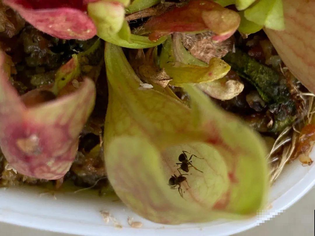 5种能吃蚊虫的花,家里养一盆,蚊子灭光光! 5种能吃蚊虫的花,家里养一盆,蚊子灭光光!