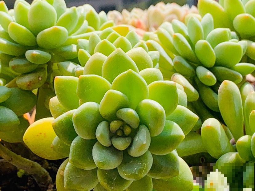 夏天的多肉也漂亮,主要得选对品种,这8种最合适 夏天的多肉也漂亮,主要得选对品种,这8种最合适