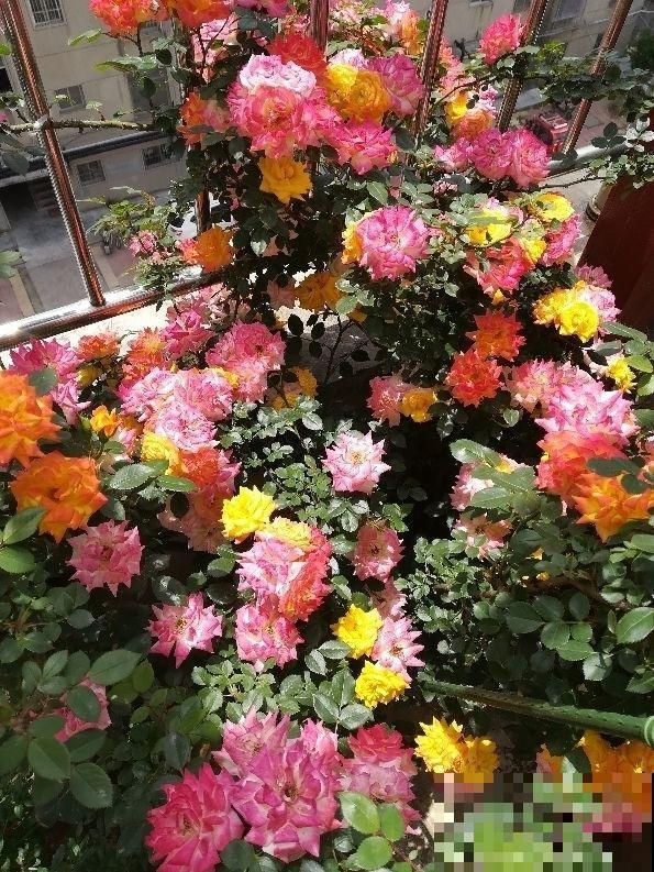 月季开了满盆花，没想到第二天全体变色？原来名叫藤彩虹！