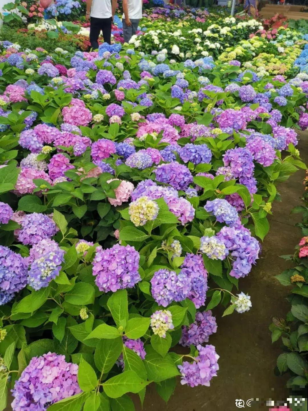 5种花超耐阴，夏天养一盆，清凉不怕热！