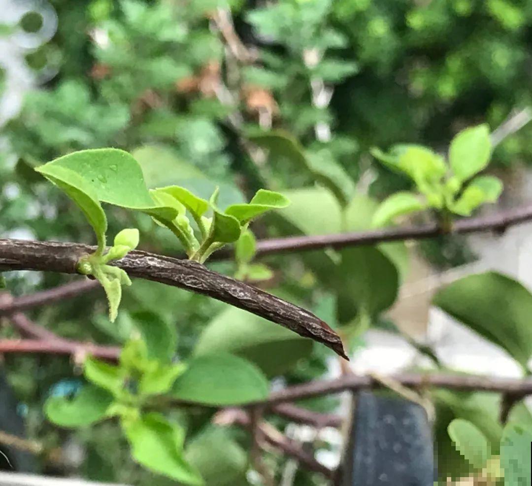 叶子唰啦全剪了，竟然冒出满盆花苞，神奇！