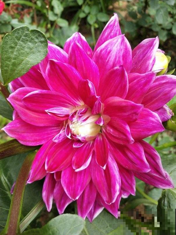 10种庭院花卉,种1次能活好多年,太超值了 10种庭院花卉,种1次能活好多年,太超值了