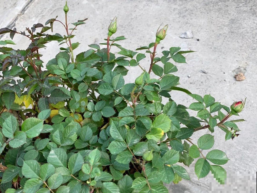 自制杀菌水、杀虫水，3天给花喷一次，虫病全扫光！