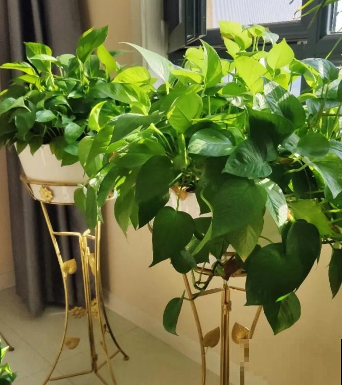 6种耐阴花,夏天最怕晒,躲屋里长得好! 6种耐阴花,夏天最怕晒,躲屋里长得好!