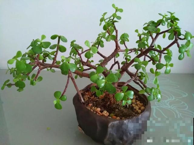 花出现黄叶打蔫，千万别扔，还能救回来！