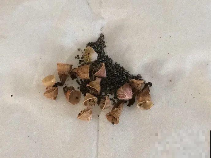 这花都是潜力股，开完种子一大把，千万别剪了！