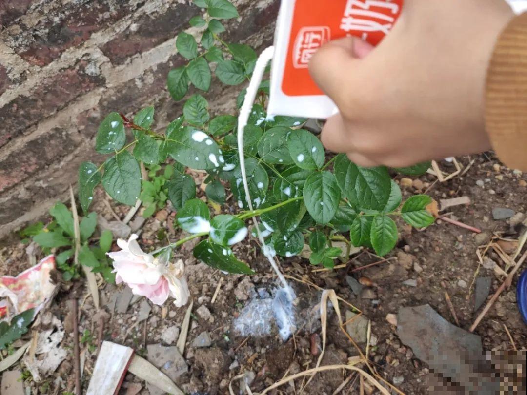 5种“有毒”水，千万不能浇花，浇一盆死一盆！