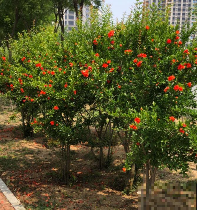 家里种一棵石榴树,开花红红火火,寓意特别好! 家里种一棵石榴树,开花红红火火,寓意特别好!