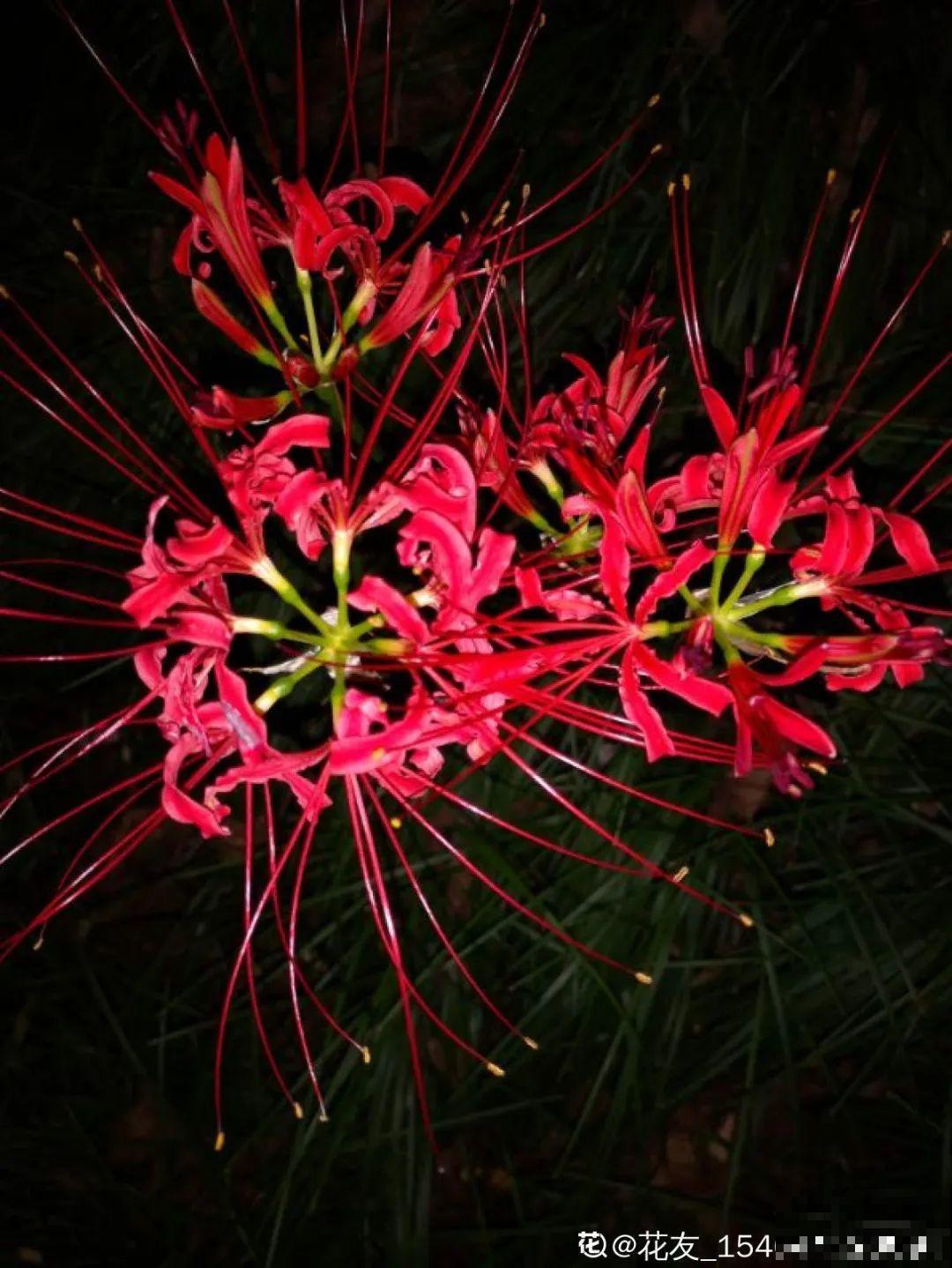 20种花,夏天要休眠,一浇水就死! 20种花,夏天要休眠,一浇水就死!