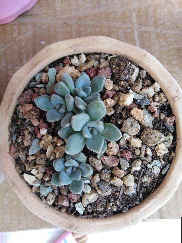 夏天极端天气下，多肉养护问题多，注意5点，多肉安然度夏