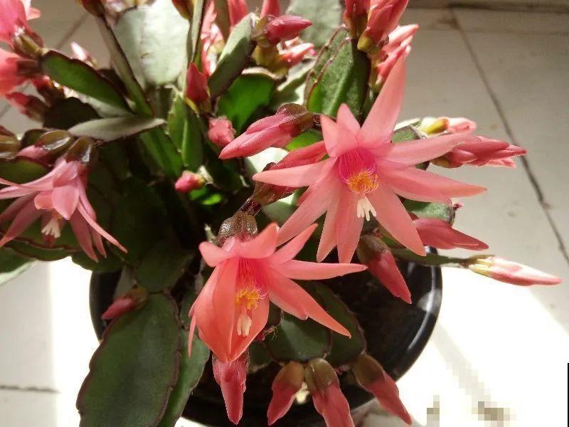 1种花，名叫假昙花，开花上百朵，美翻了