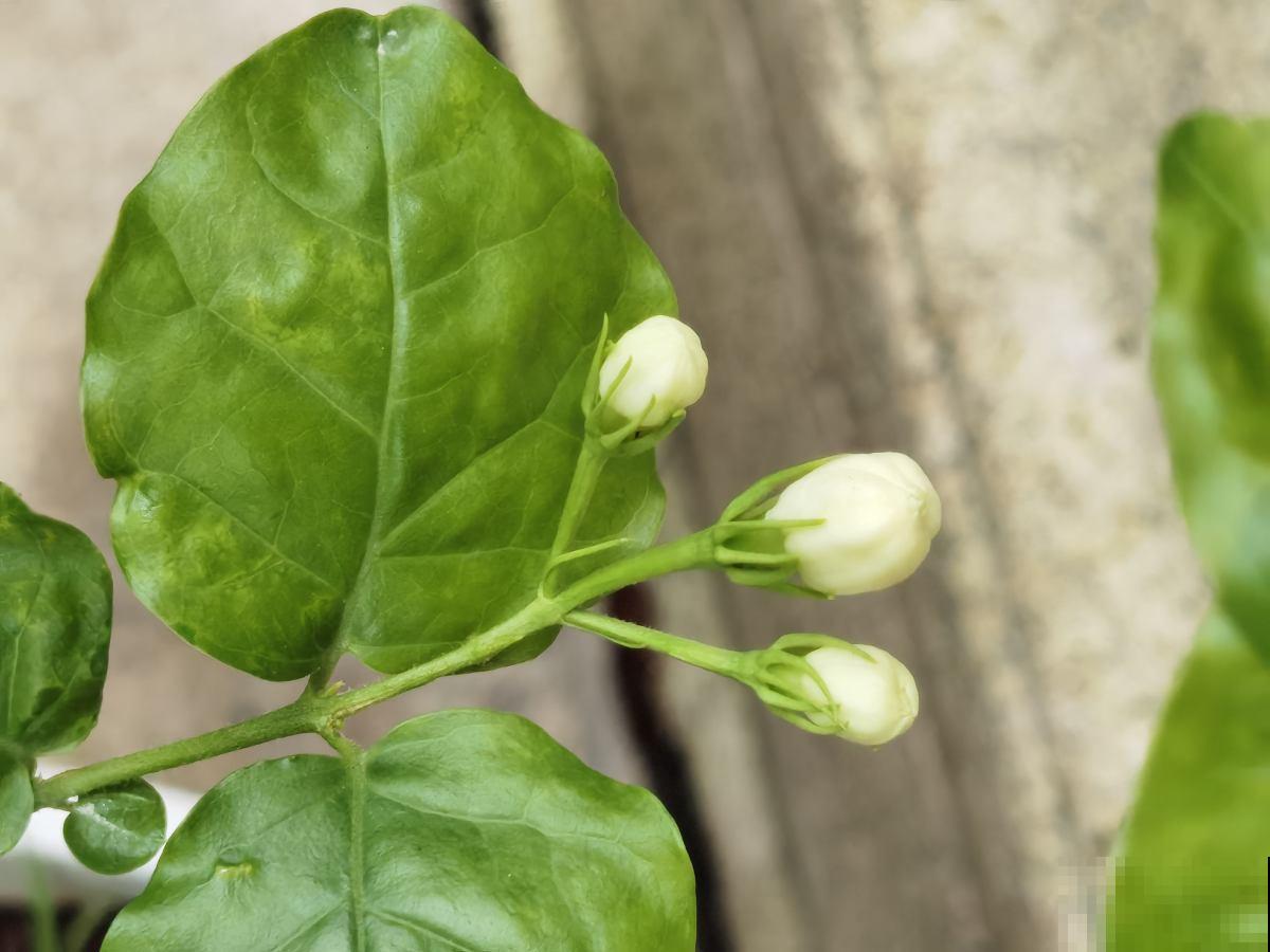 养了十年的茉莉结满种子,花友惊喜交加,赶紧播种出十几棵! 养了十年的茉莉结满种子,花友惊喜交加,赶紧播种出十几棵!