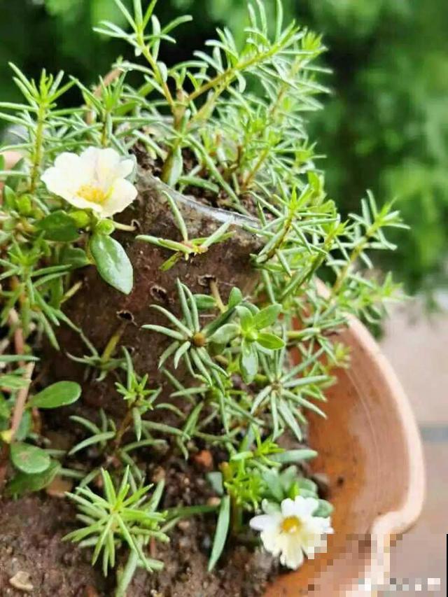 塑料瓶、油桶,养花做造型,真是绝了! 塑料瓶、油桶,养花做造型,真是绝了!