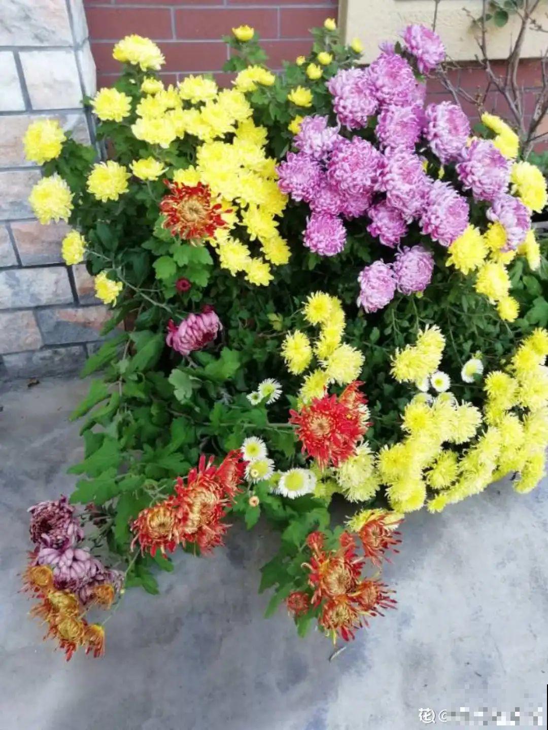 花友种在家门口多年的花,全被人折了,因为不吉利? 花友种在家门口多年的花,全被人折了,因为不吉利?