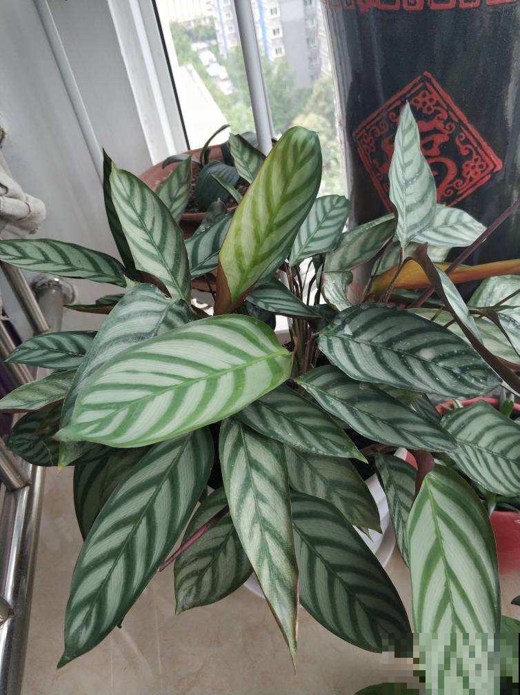 天热就养这5种花,越热越浇水,呼呼长爆盆 天热就养这5种花,越热越浇水,呼呼长爆盆