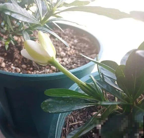 家里的花长出这种叶，千万保护好，特别值钱！