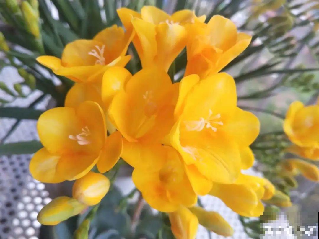没开花之前像野草,开花之后美翻天,满屋子都是香味 没开花之前像野草,开花之后美翻天,满屋子都是香味